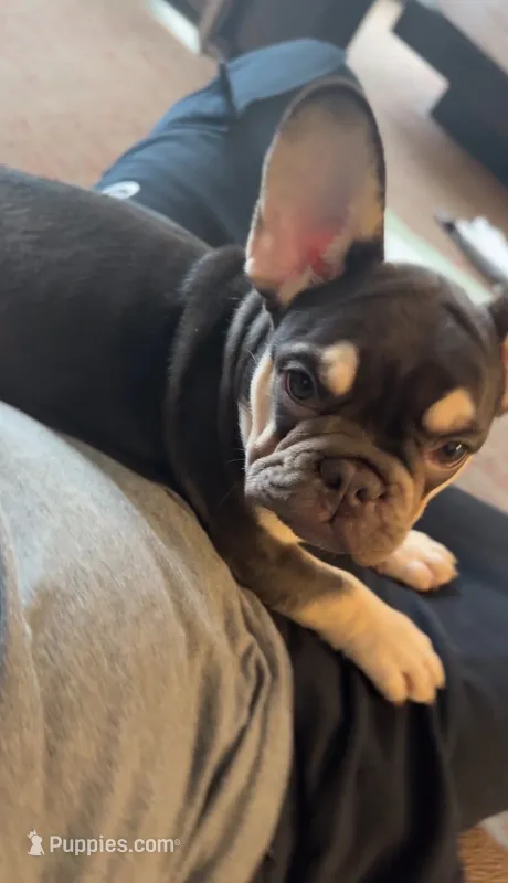 Coby & Cory , a male French Bulldog for sale in Atlanta, GA – 1 of 2