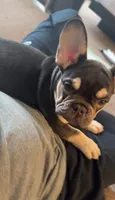 Coby & Cory , a male French Bulldog for sale in Atlanta, GA – 1 of 2