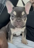Coby & Cory , a male French Bulldog for sale in Atlanta, GA – 2 of 2