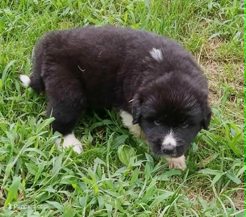 Puppy ID #629262 – Great Pyrenees puppy for sale in Leicester, NC