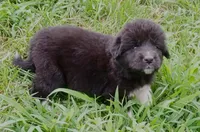 Puppy ID #629261, a female Great Pyrenees for sale in Leicester, NC – 1 of 1