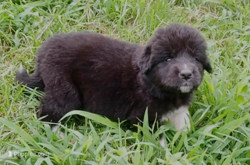 Puppy ID #629261 – Great Pyrenees puppy for sale in Leicester, NC