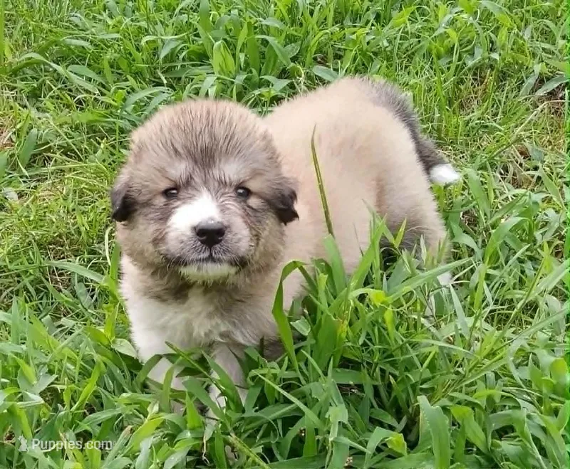 Puppy ID #629263 – Great Pyrenees puppy for sale in Leicester, NC