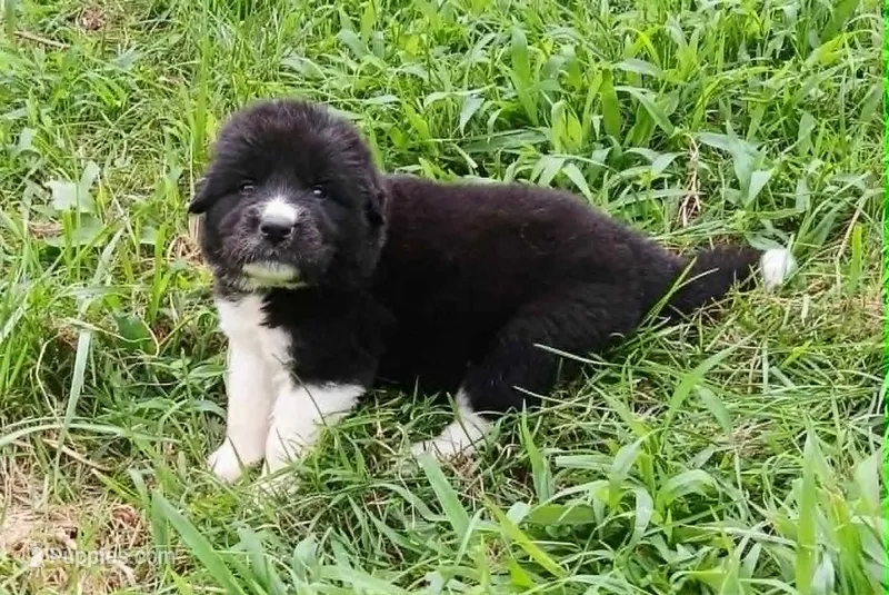 Puppy ID #629264 – Great Pyrenees puppy for sale in Leicester, NC