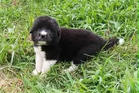 Puppy ID #629264, a female Great Pyrenees for sale in Leicester, NC – 1 of 1