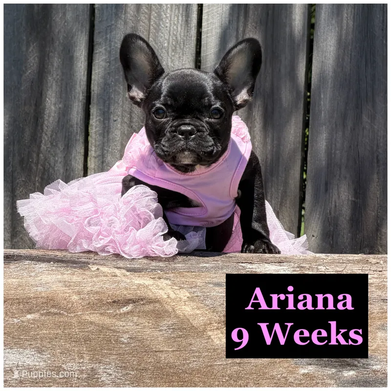 Ariana  – French Bulldog puppy for sale in Sheboygan Falls, WI