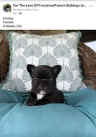 Ainsley , a female French Bulldog for sale in Sheboygan Falls, WI – 3 of 4
