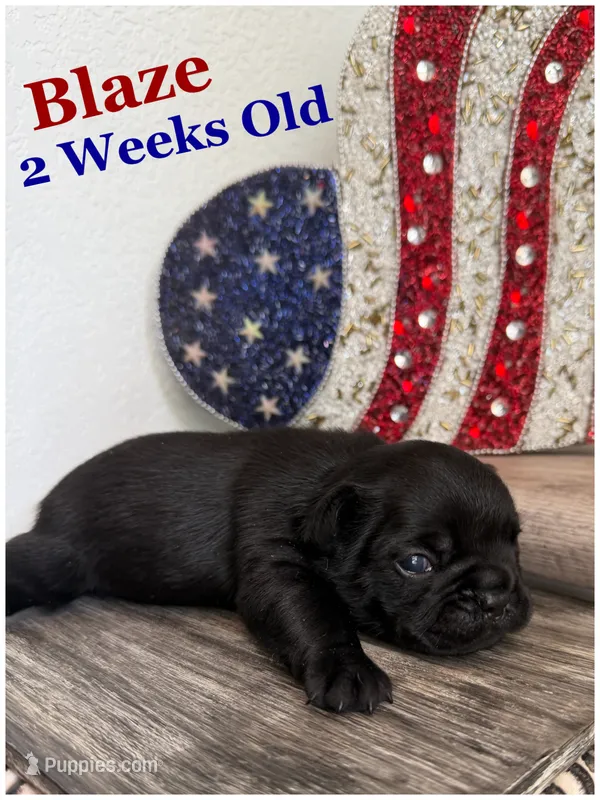 Blaze  – French Bulldog puppy for sale in Sheboygan Falls, WI