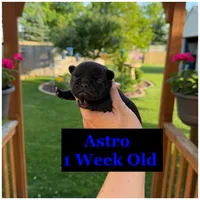 Astro, a male French Bulldog for sale in Sheboygan Falls, WI – 2 of 2