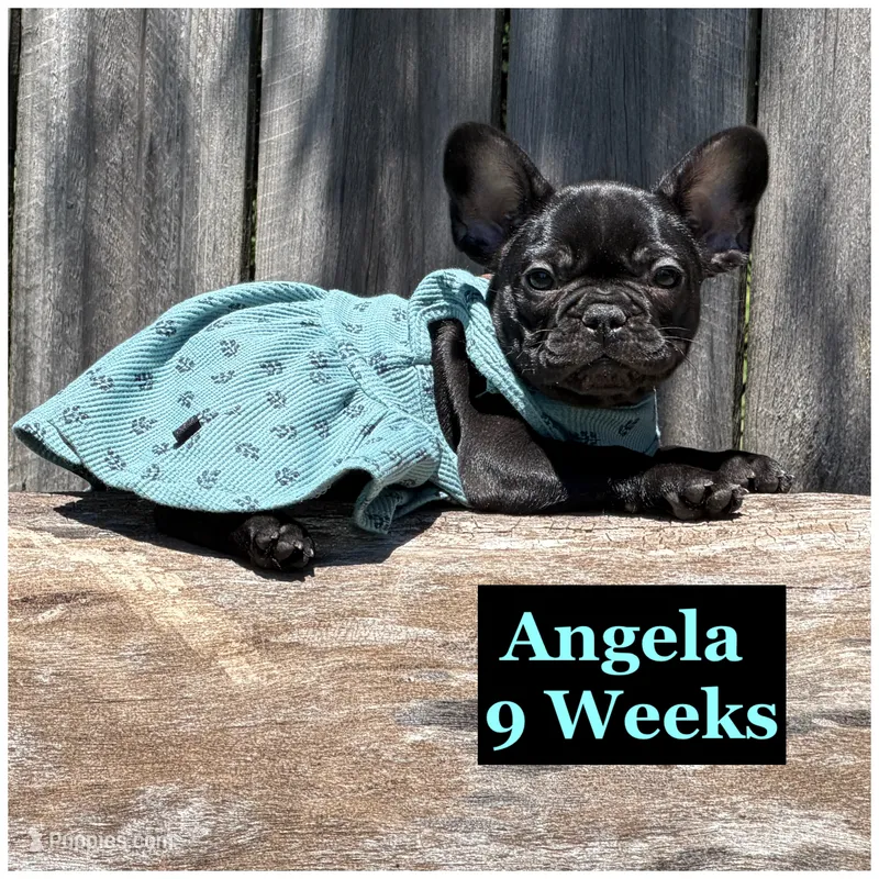 Angela  – French Bulldog puppy for sale in Sheboygan Falls, WI