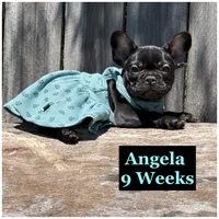 Angela , a female French Bulldog for sale in Sheboygan Falls, WI – 2 of 8