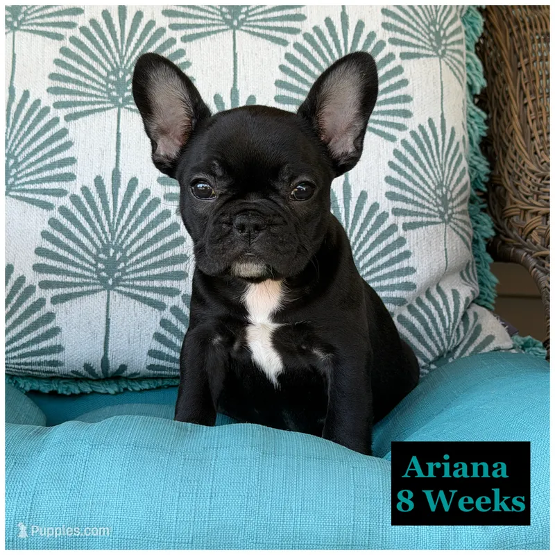 Ariana  – French Bulldog puppy for sale in Sheboygan Falls, WI