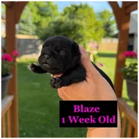 Blaze , a female French Bulldog for sale in Sheboygan Falls, WI – 3 of 3
