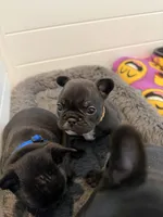 Ainsley , a female French Bulldog for sale in Sheboygan Falls, WI – 2 of 4