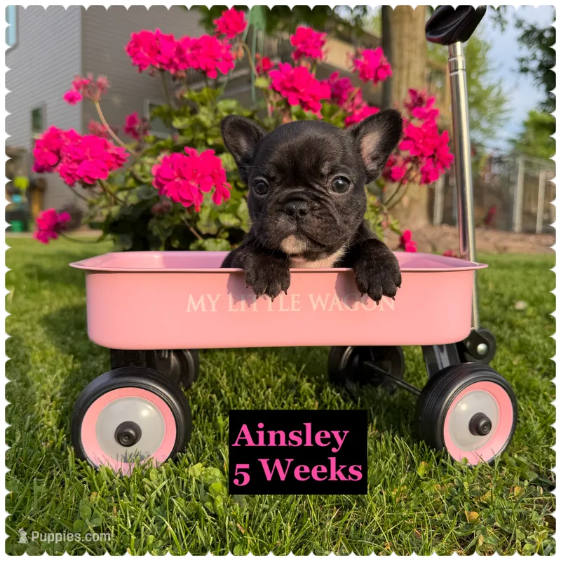 Ainsley  – French Bulldog puppy for sale in Sheboygan Falls, WI