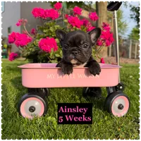 Ainsley , a female French Bulldog for sale in Sheboygan Falls, WI – 1 of 4