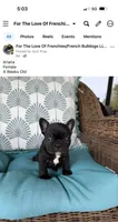 Ariana , a female French Bulldog for sale in Sheboygan Falls, WI – 2 of 3