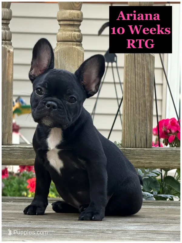 Ariana  – French Bulldog puppy for sale in Sheboygan Falls, WI