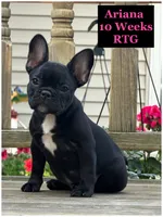 Ariana , a female French Bulldog for sale in Sheboygan Falls, WI – 1 of 9