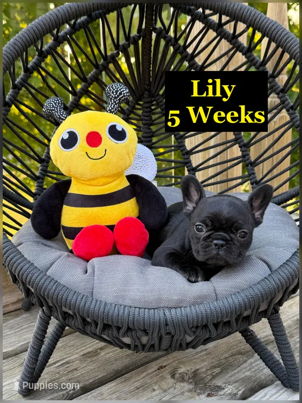Lily  – French Bulldog puppy for sale in Sheboygan Falls, WI