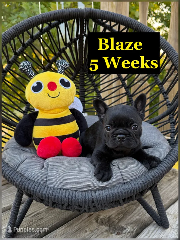 Blaze  – French Bulldog puppy for sale in Sheboygan Falls, WI