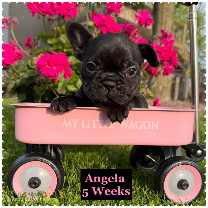 Angela – French Bulldog puppy for sale in Sheboygan Falls, WI