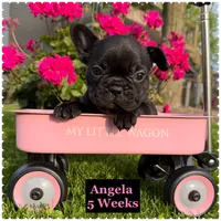 Angela, a female French Bulldog for sale in Sheboygan Falls, WI – 1 of 4