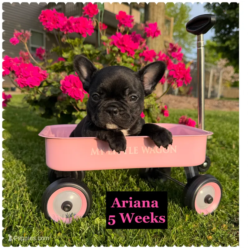 Ariana  – French Bulldog puppy for sale in Sheboygan Falls, WI