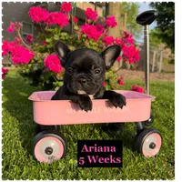 Ariana , a female French Bulldog for sale in Sheboygan Falls, WI – 1 of 3