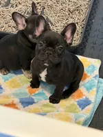 Angela , a female French Bulldog for sale in Sheboygan Falls, WI – 3 of 5