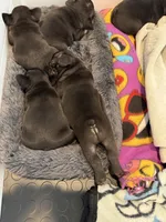 Angela, a female French Bulldog for sale in Sheboygan Falls, WI – 4 of 4