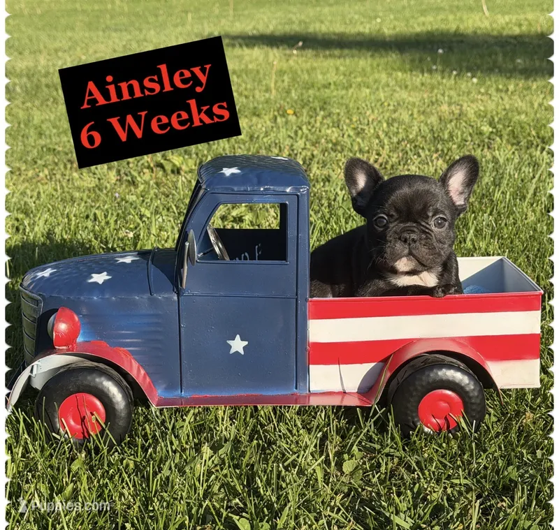 Ainsley  – French Bulldog puppy for sale in Sheboygan Falls, WI