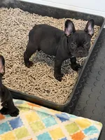 Angela , a female French Bulldog for sale in Sheboygan Falls, WI – 2 of 5