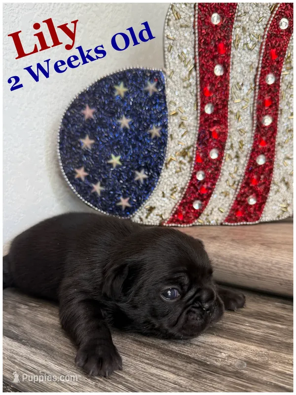 Lily  – French Bulldog puppy for sale in Sheboygan Falls, WI
