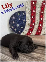 Lily , a female French Bulldog for sale in Sheboygan Falls, WI – 1 of 3