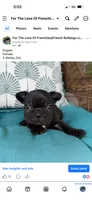 Angela, a female French Bulldog for sale in Sheboygan Falls, WI – 2 of 4