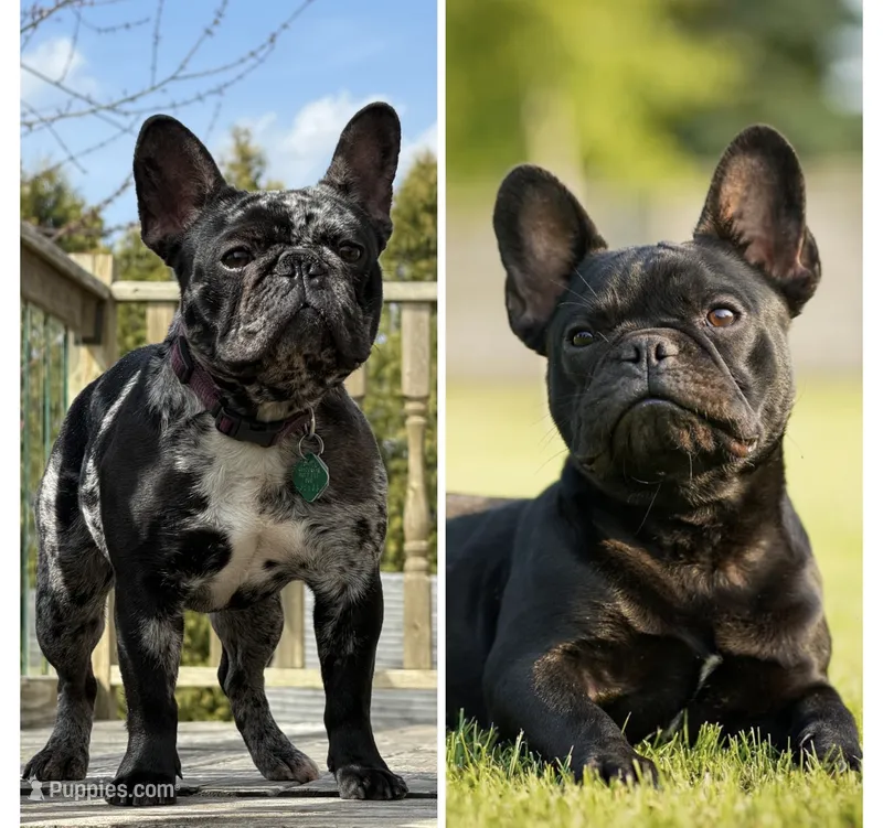 Future Litter  – French Bulldog puppy for sale in Sheboygan Falls, WI