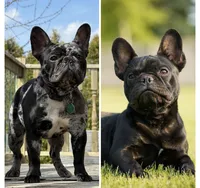 Future Litter , a  French Bulldog for sale in Sheboygan Falls, WI – 1 of 1