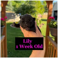 Lily , a female French Bulldog for sale in Sheboygan Falls, WI – 2 of 3
