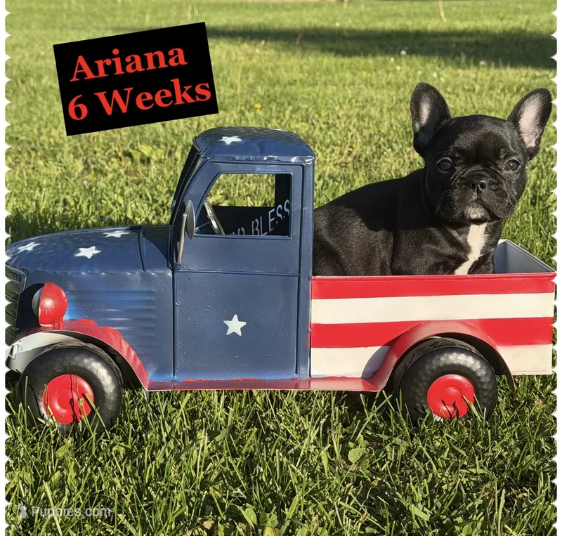 Ariana  – French Bulldog puppy for sale in Sheboygan Falls, WI