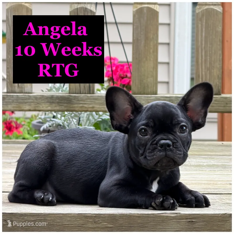 Angela  – French Bulldog puppy for sale in Sheboygan Falls, WI
