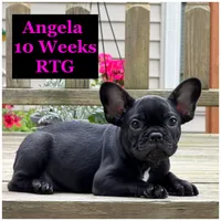 Angela , a female French Bulldog for sale in Sheboygan Falls, WI – 1 of 8