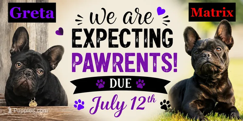 Coming Soon – French Bulldog puppy for sale in Sheboygan Falls, WI