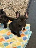 Angela , a female French Bulldog for sale in Sheboygan Falls, WI – 5 of 5