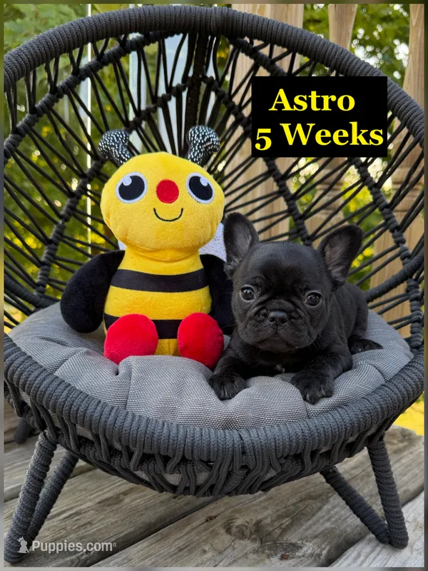 Astro – French Bulldog puppy for sale in Sheboygan Falls, WI