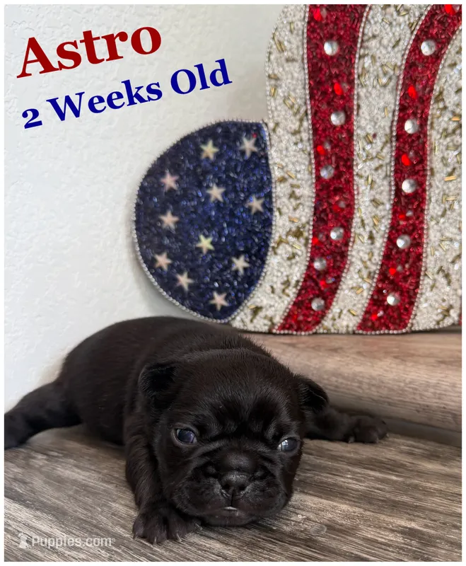 Astro – French Bulldog puppy for sale in Sheboygan Falls, WI