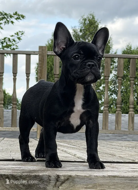 Ariana  – French Bulldog puppy for sale in Sheboygan Falls, WI