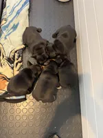 Ariana , a female French Bulldog for sale in Sheboygan Falls, WI – 3 of 3