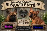 Future Litter , a  French Bulldog for sale in Sheboygan Falls, WI – 1 of 1