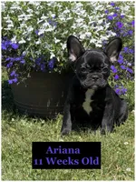 Ariana , a female French Bulldog for sale in Sheboygan Falls, WI – 9 of 9